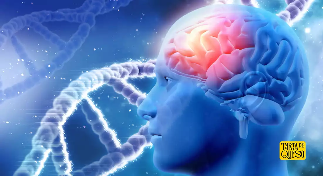 dopamina cerebro